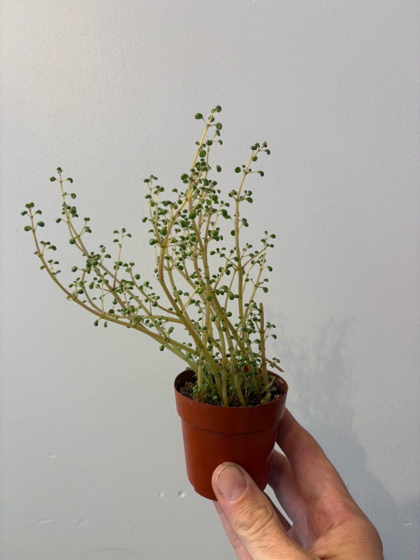 Pilea Globosa 3 inch