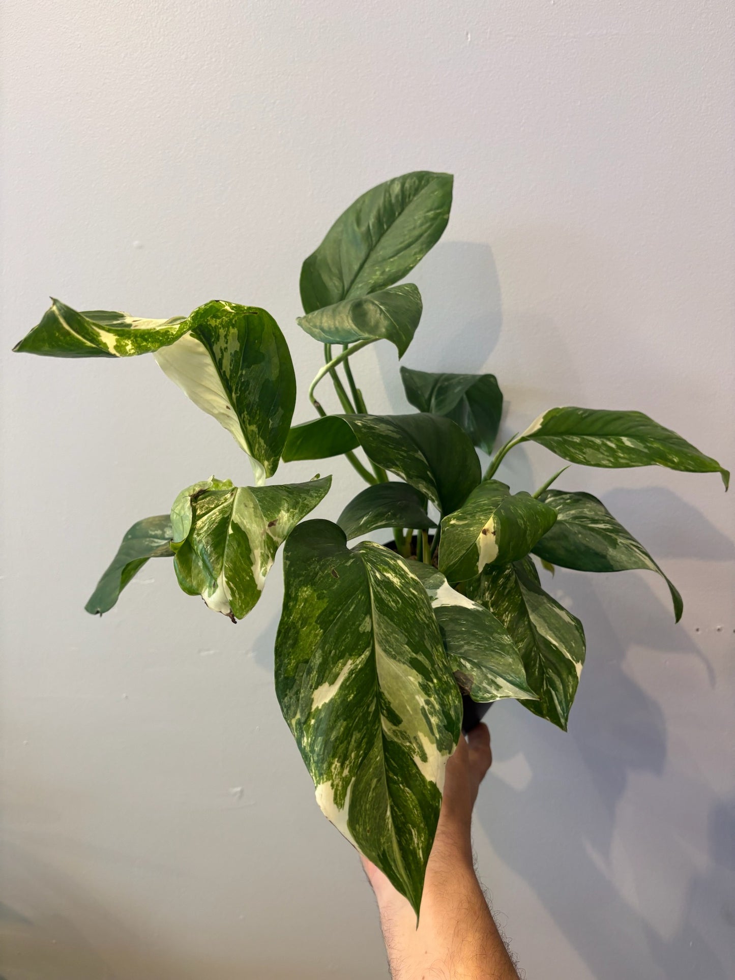 Monstera-Lechleriana 6 inch