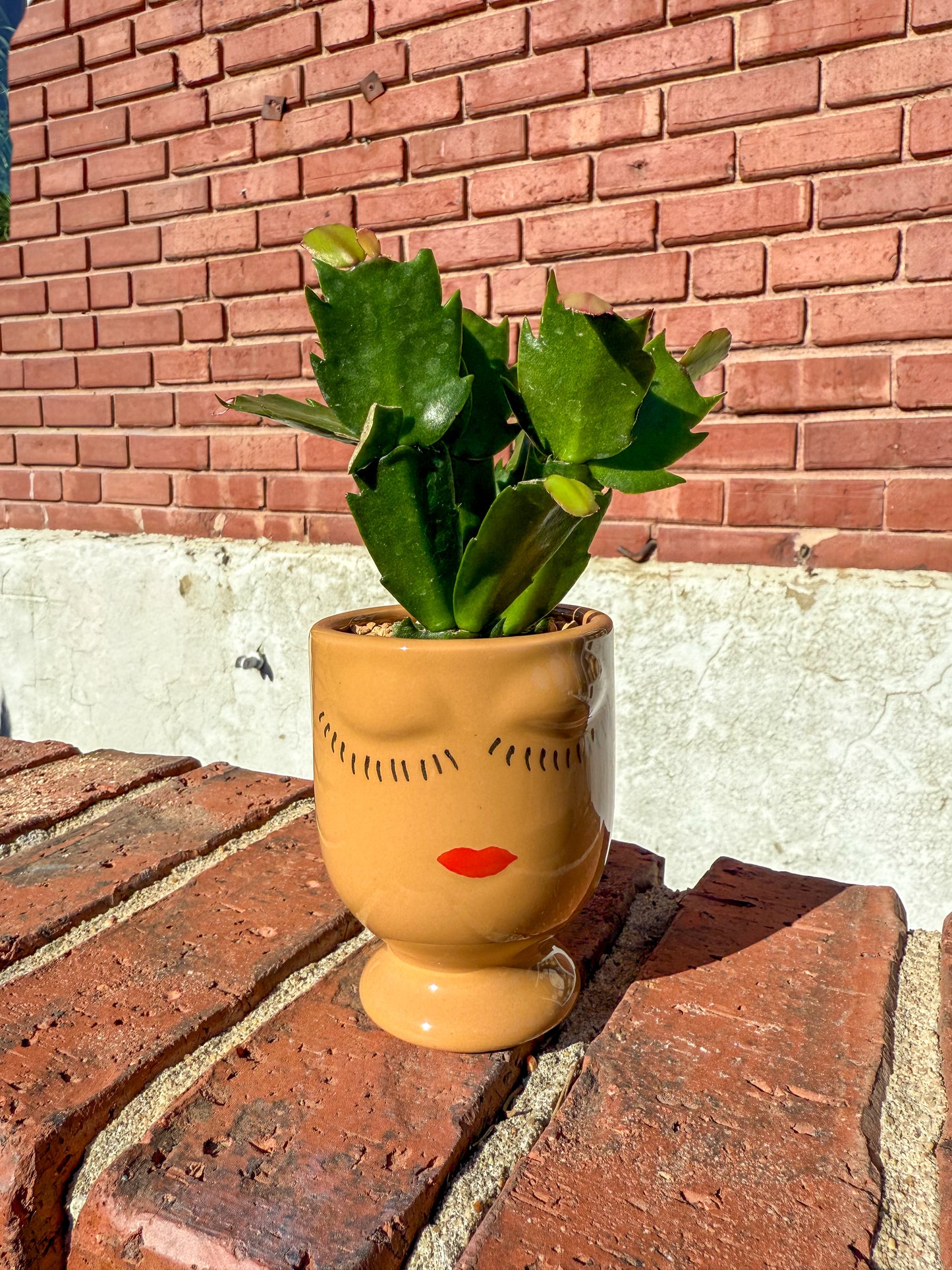 Plant Gram - Hugs n Kisses (Holiday Cactus in Face)