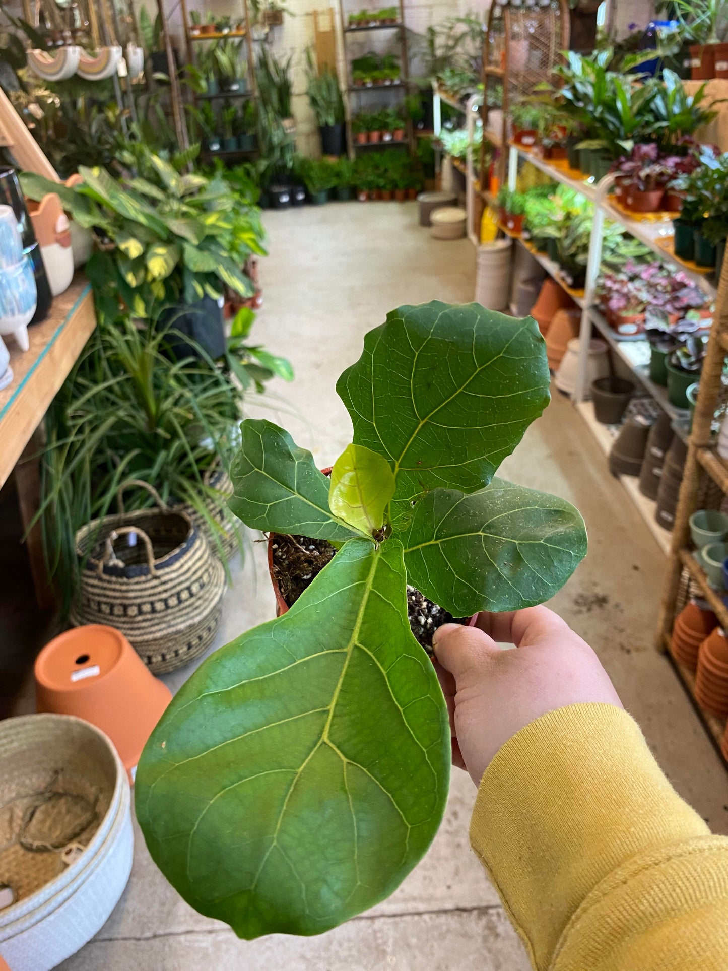 Ficus-Lyrata (Pandurata) Bush Fiddle Leaf Fig 4 inch