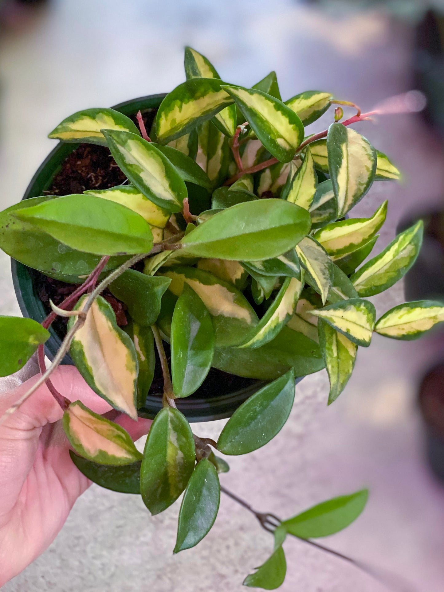 Hoya-Crimson Princess 6"