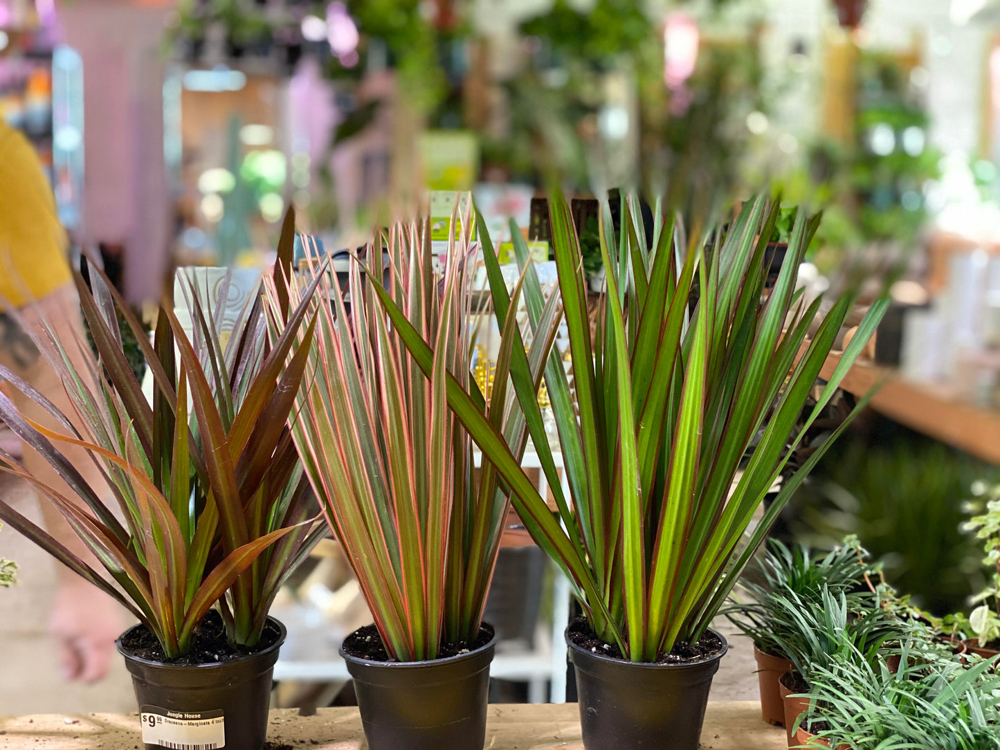 Dracaena-Marginata 4 inch