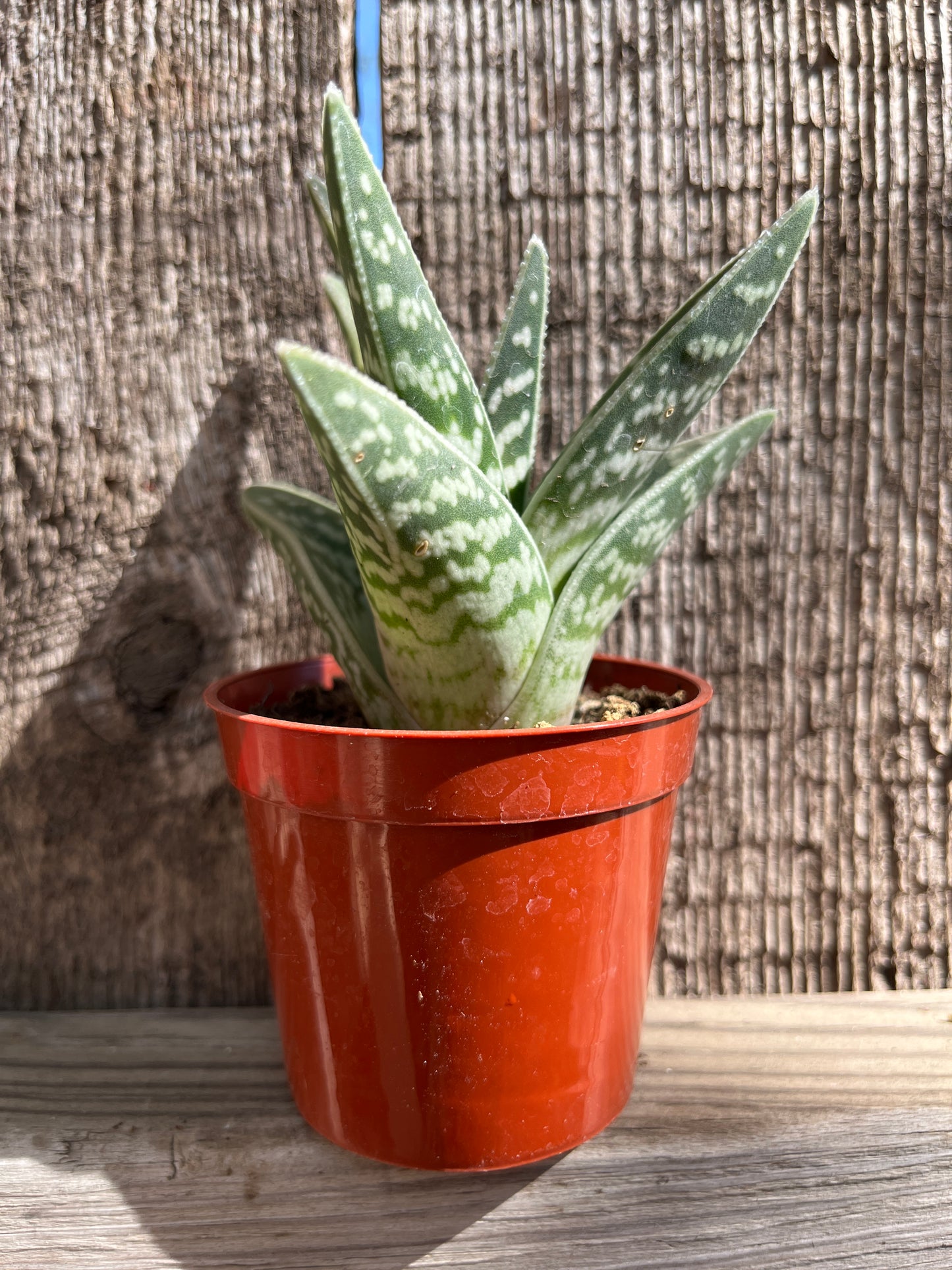 Aloe-Pheasant Breast 3 inch