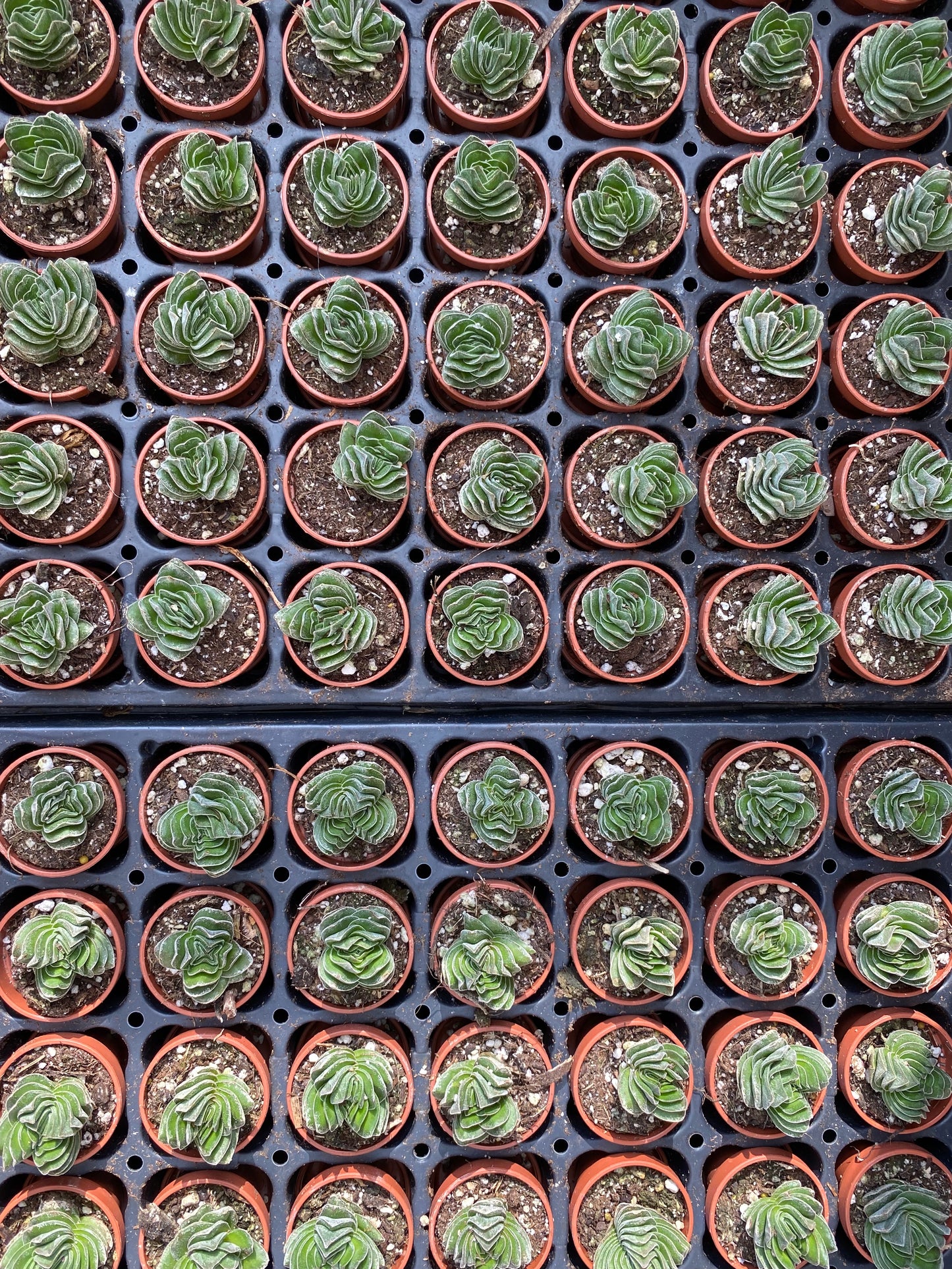 Crassula-Buddha's Temple 1"