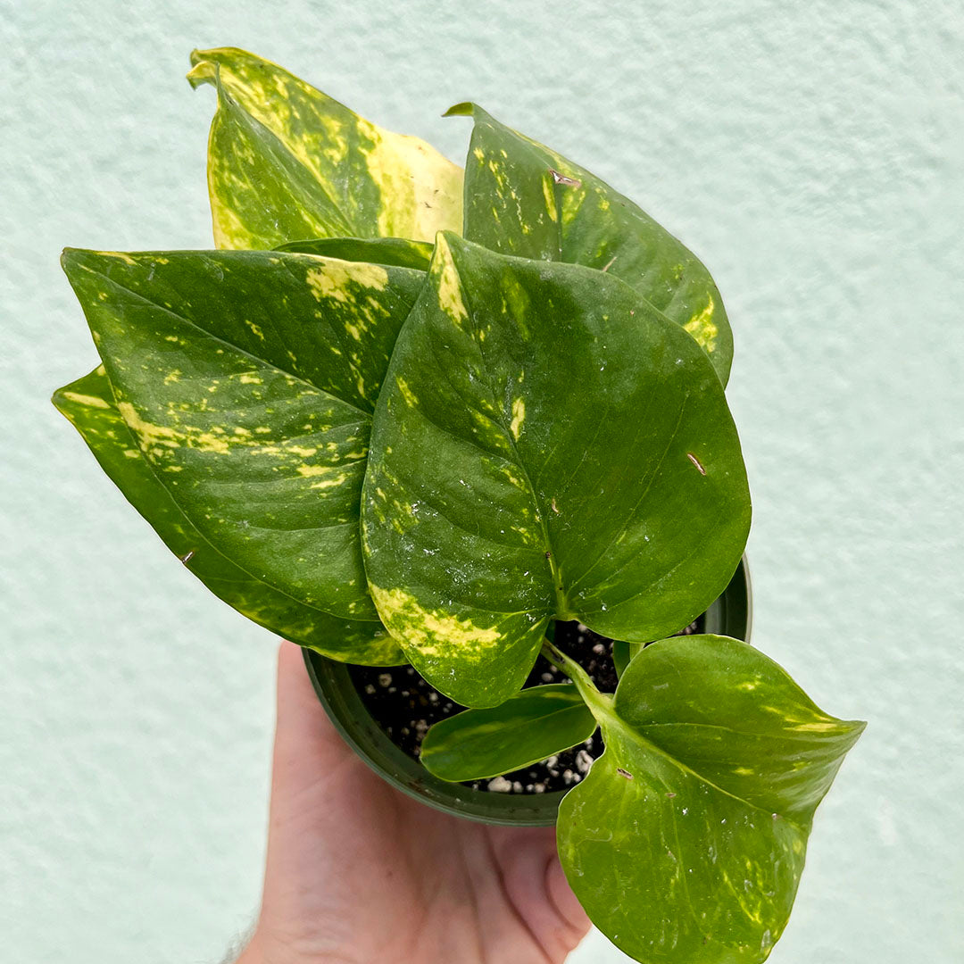 Pothos - Golden 4 inch