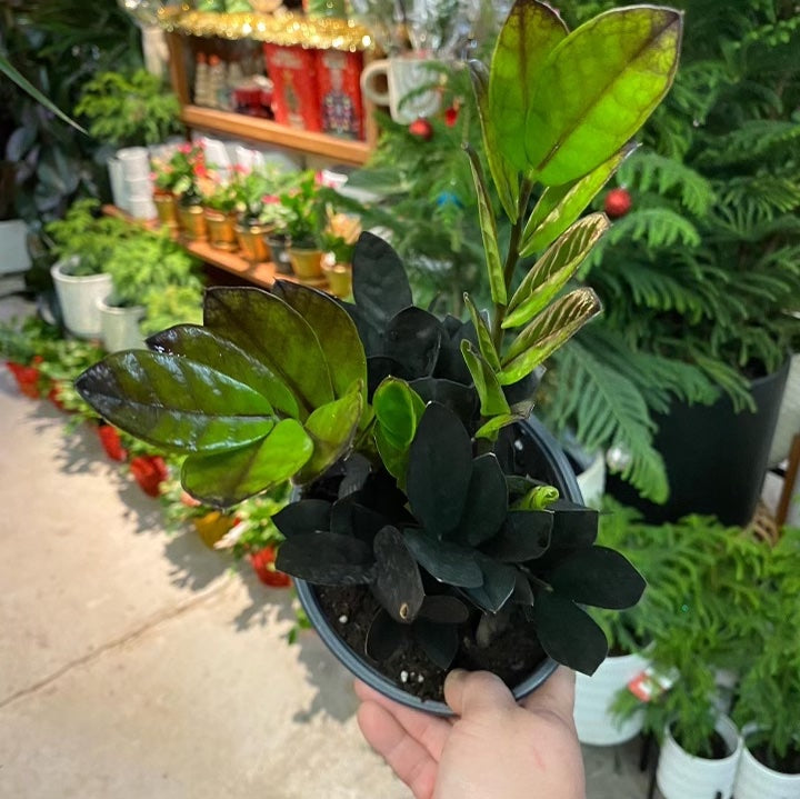 Zamioculcas-Zamifolia - ZZ Raven Black 6 inch