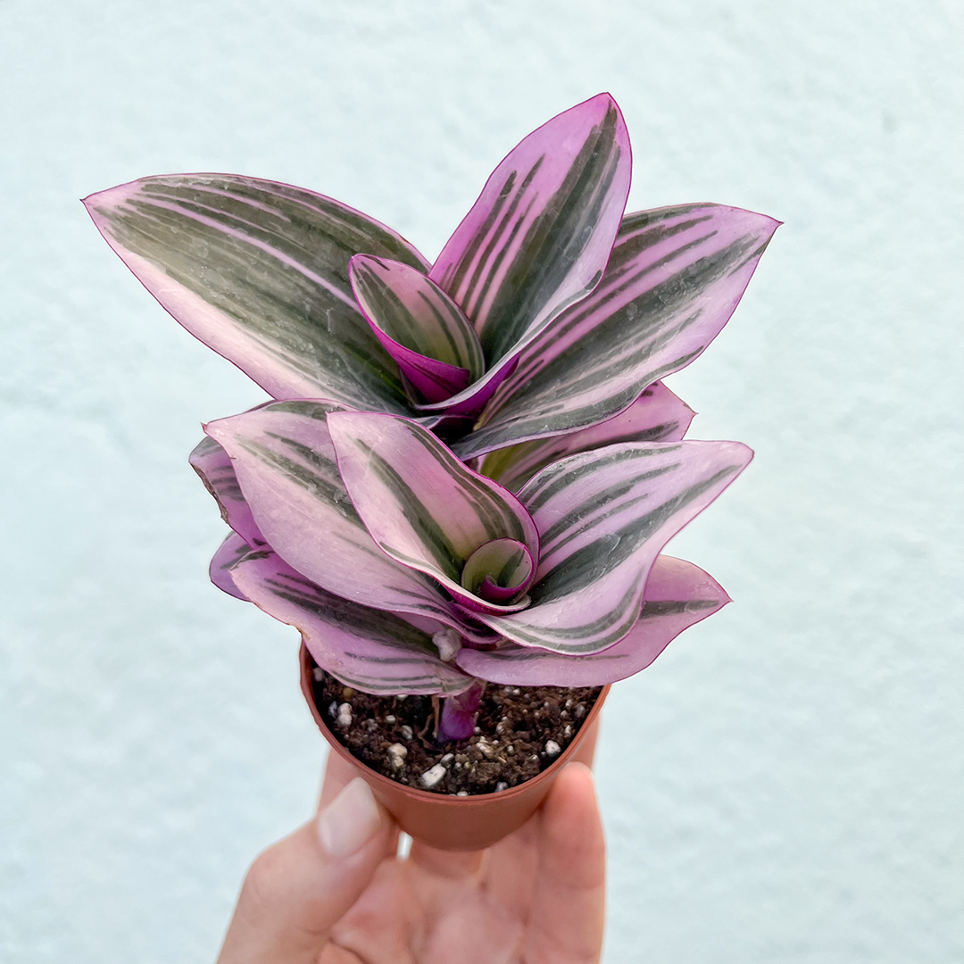Tradescantia-Nanouk Pink 2 inch