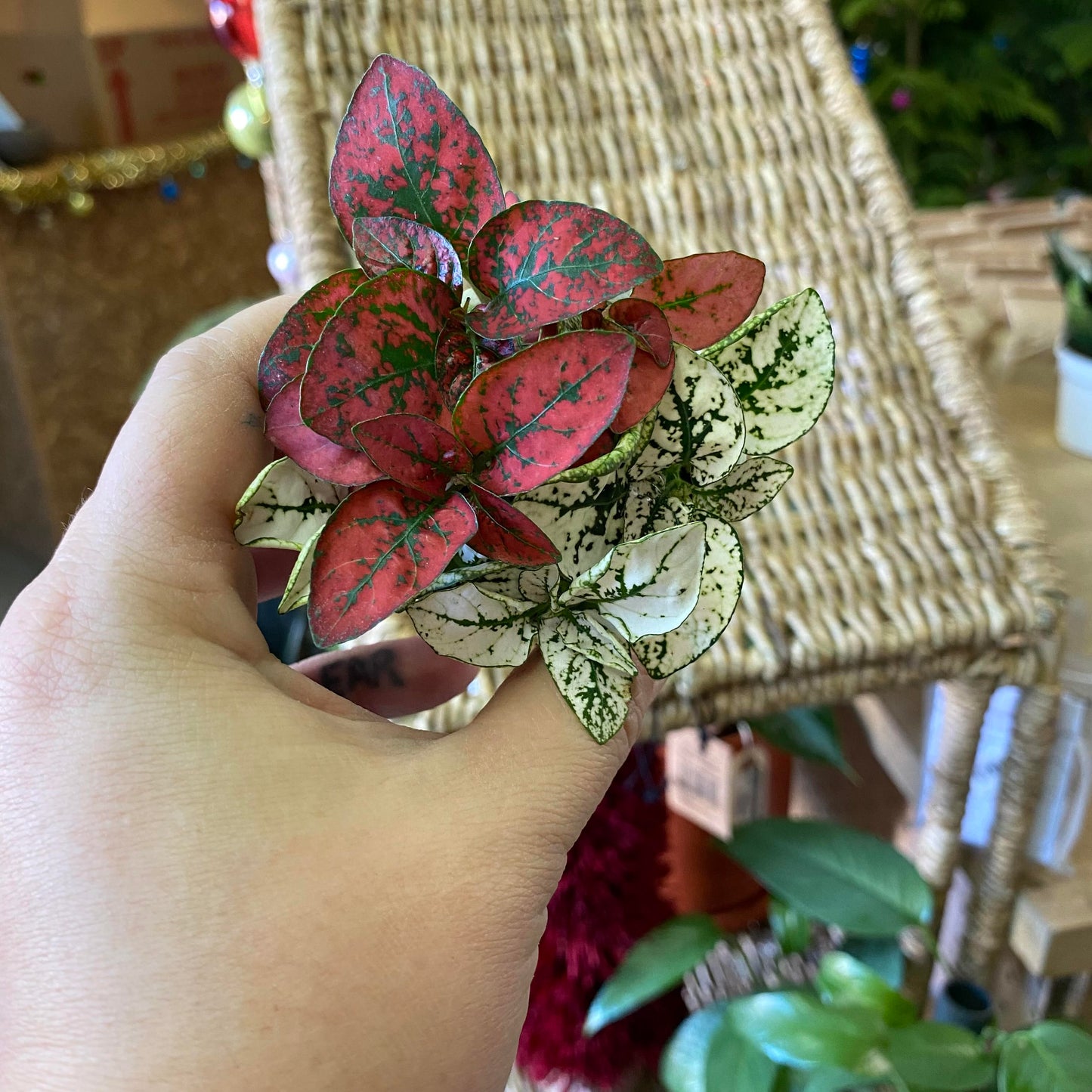 Hypoestes-Splash (Polka Dot Plant)-2 inch