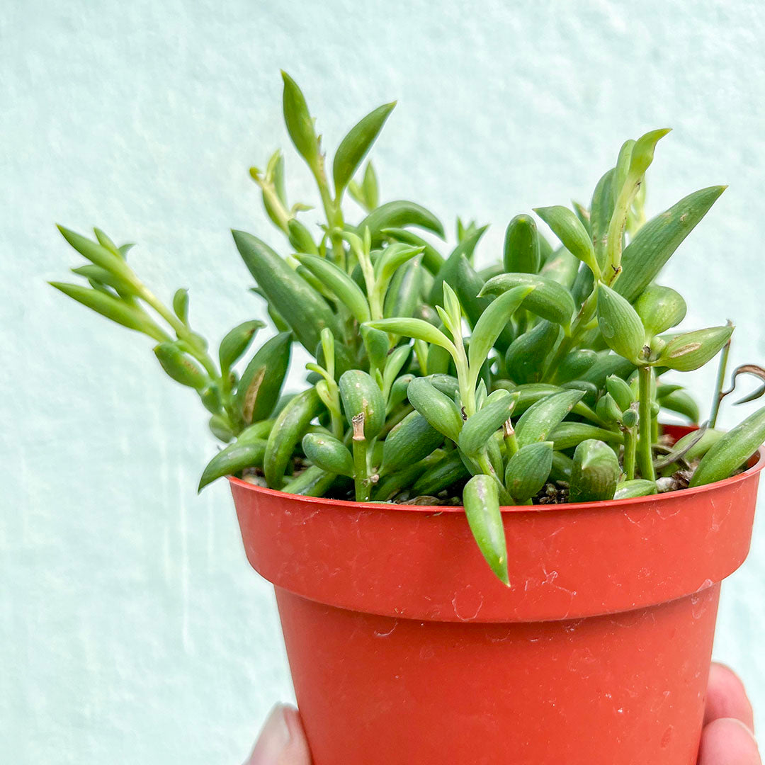 Senecio-Radicans (String of Bananas)-4 inch