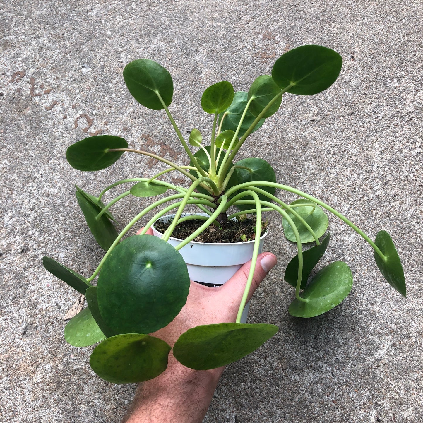 Pilea-Peperomioides- 4 inch
