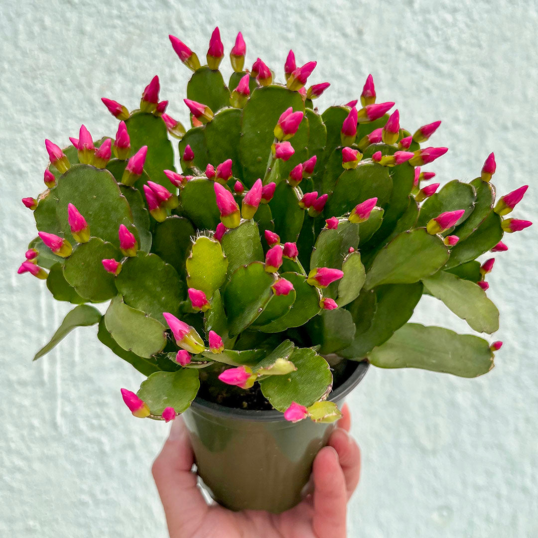 Cactus-Holiday-4 inch