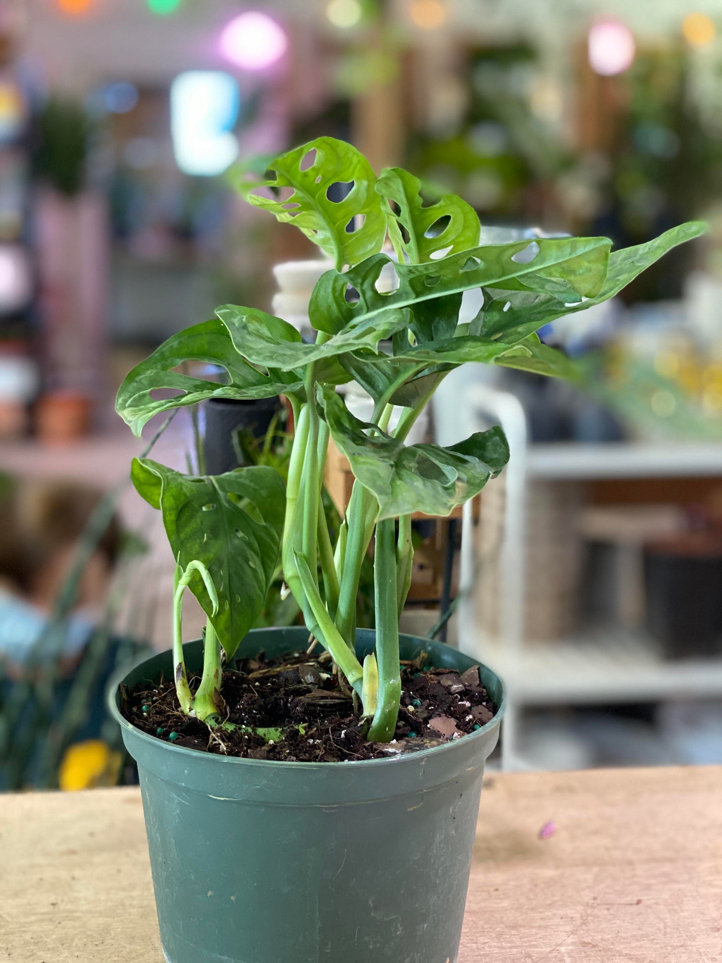 Monstera-Adansonii 6 inch