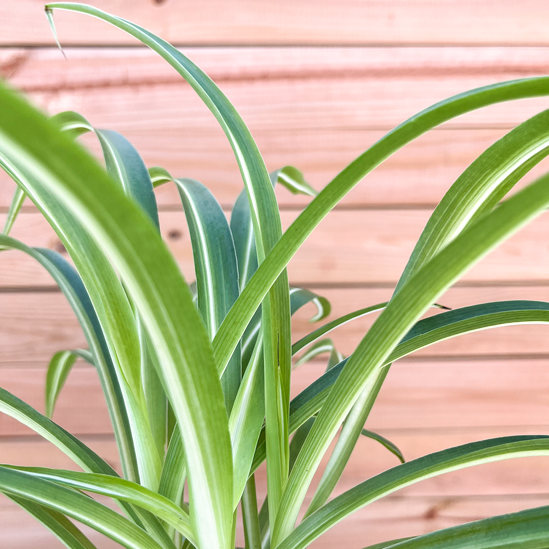 Spider-Bonnie 4 inch