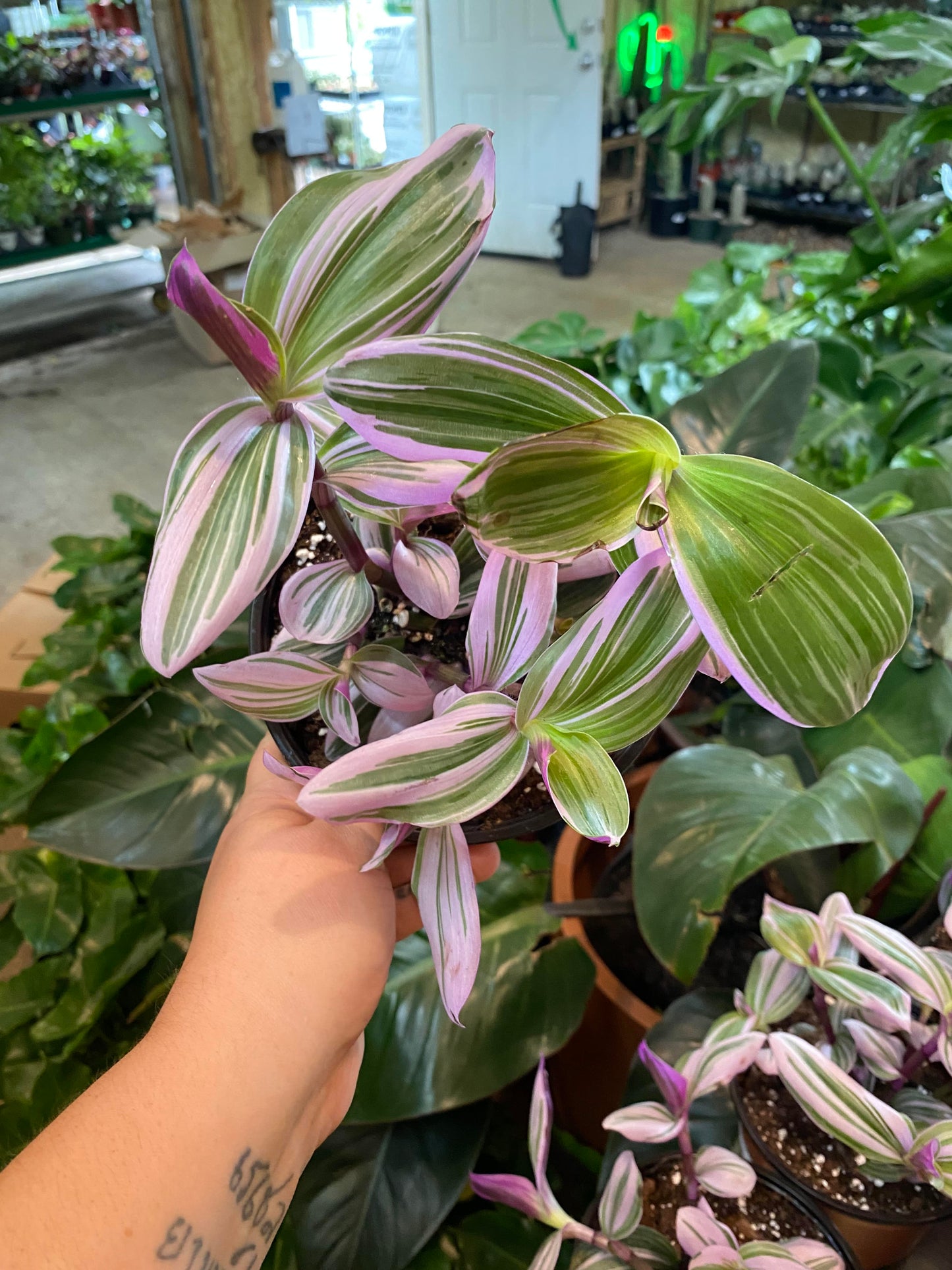Tradescantia-Nanouk Pink 6 inch HB