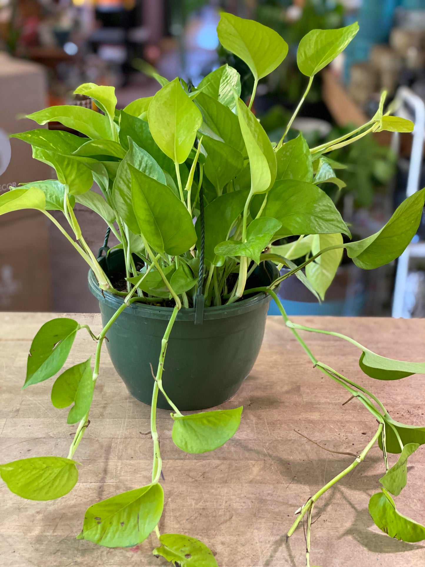 Pothos-Neon 8 inch HB