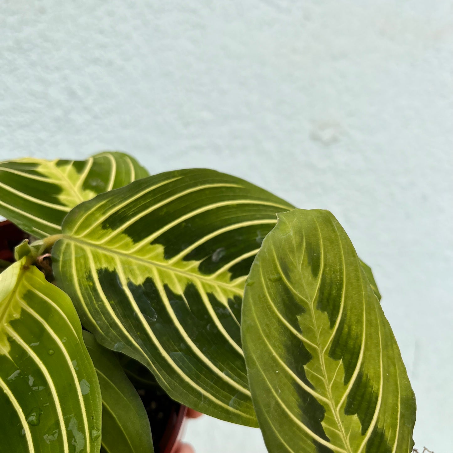 Maranta-Lemon Lime-6 inch