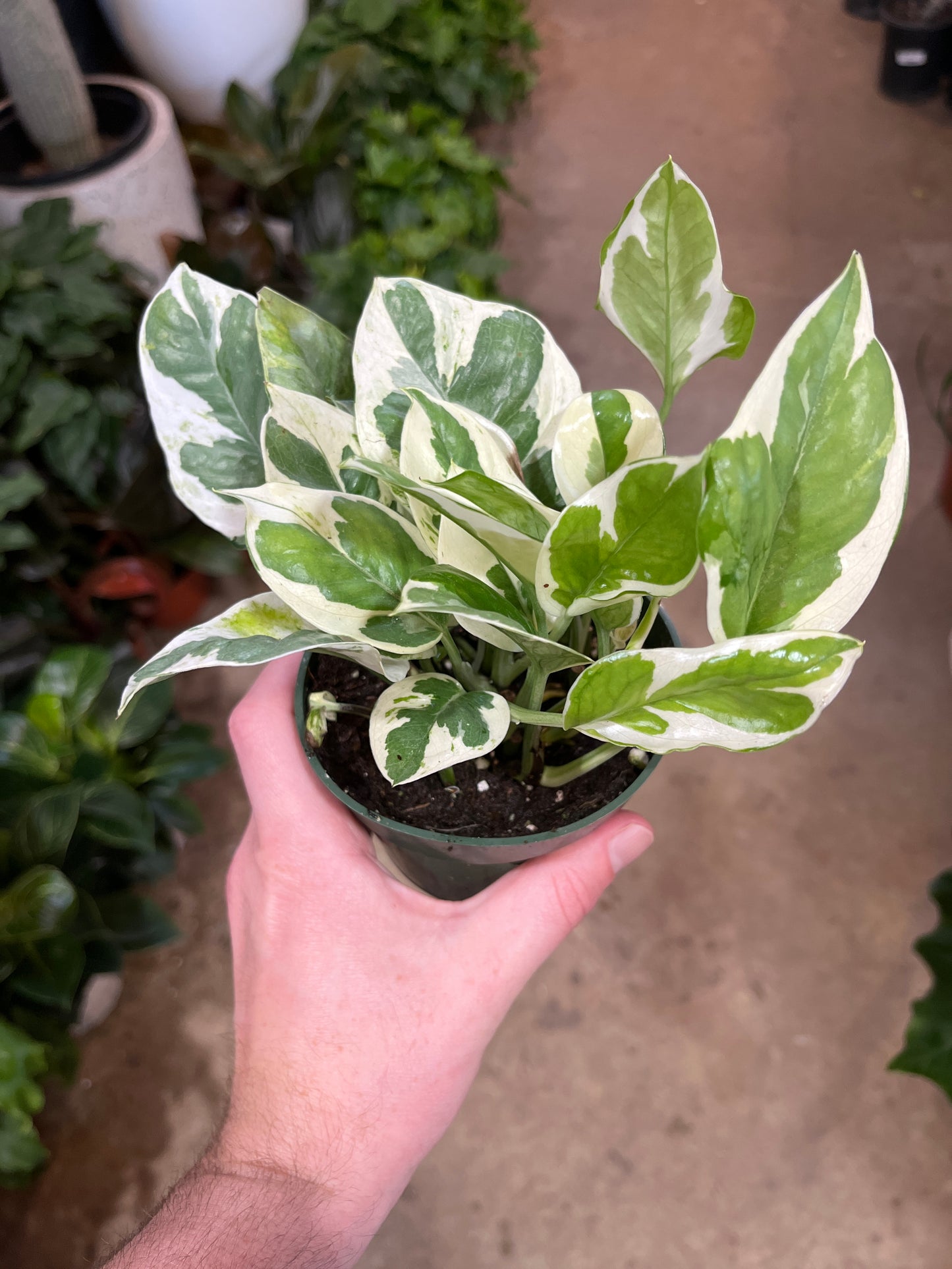 Pothos - Pearls and Jade-4 Inch