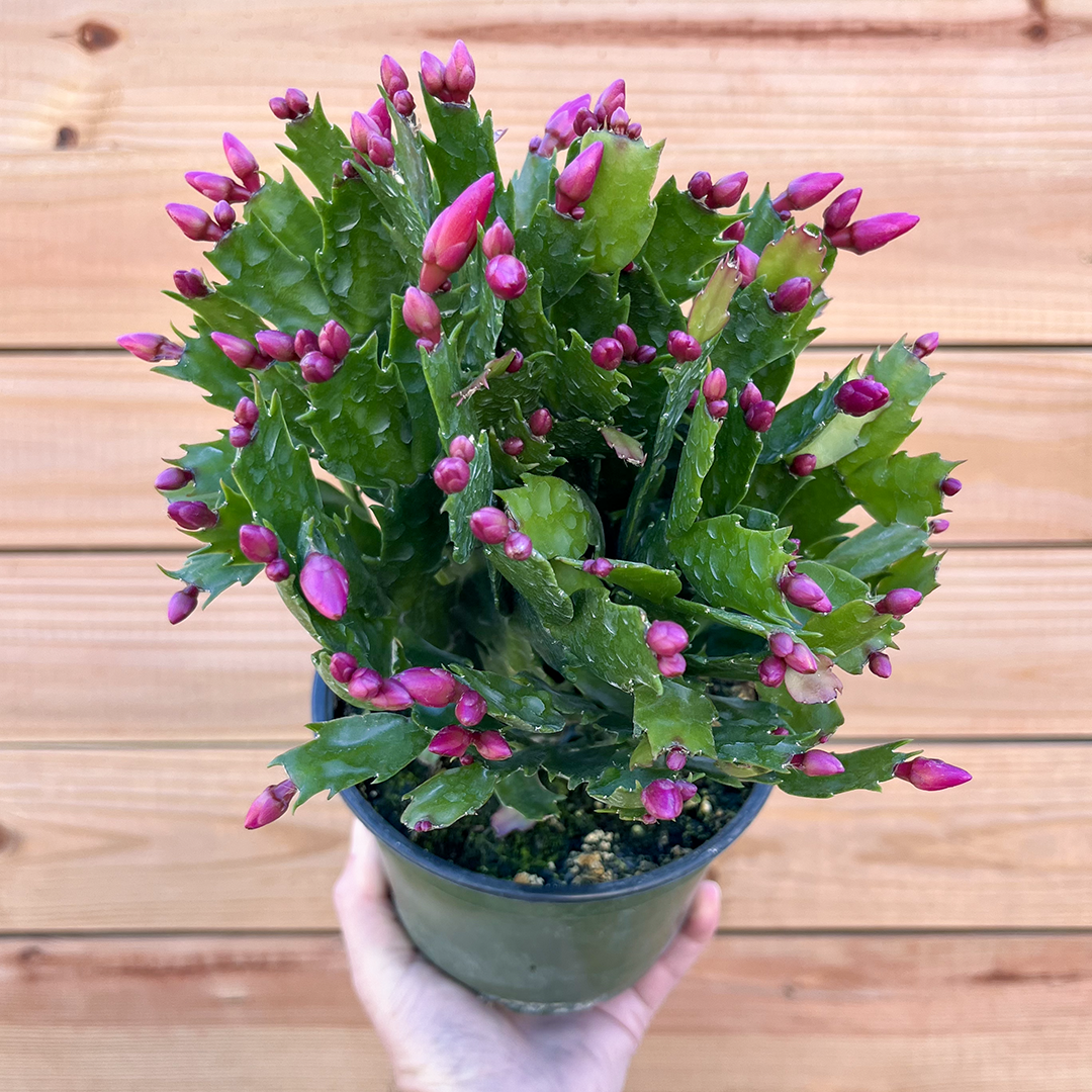 Cactus-Holiday-6 inch