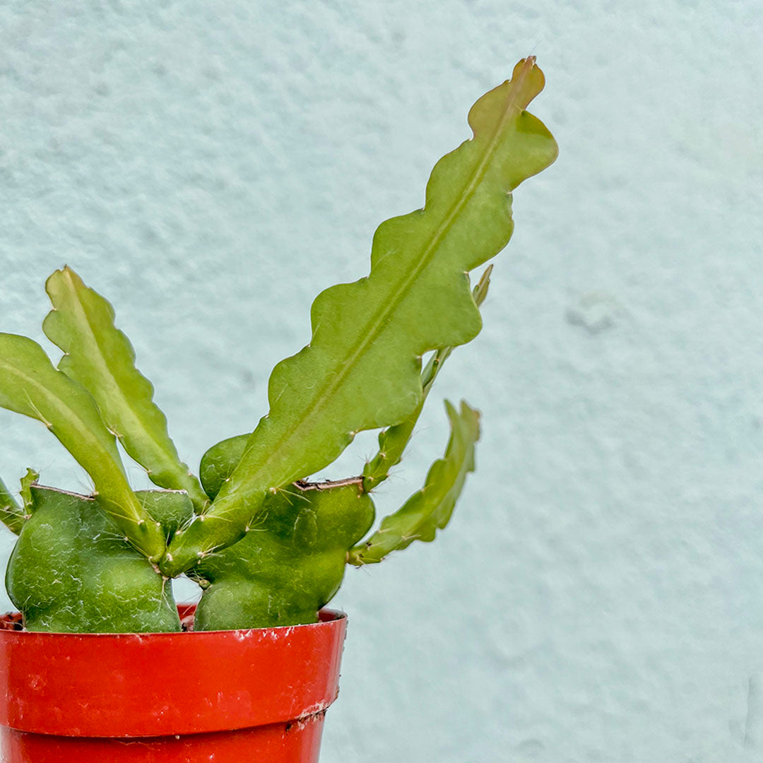 Cactus -Ric Rac Fishbone-3 inch