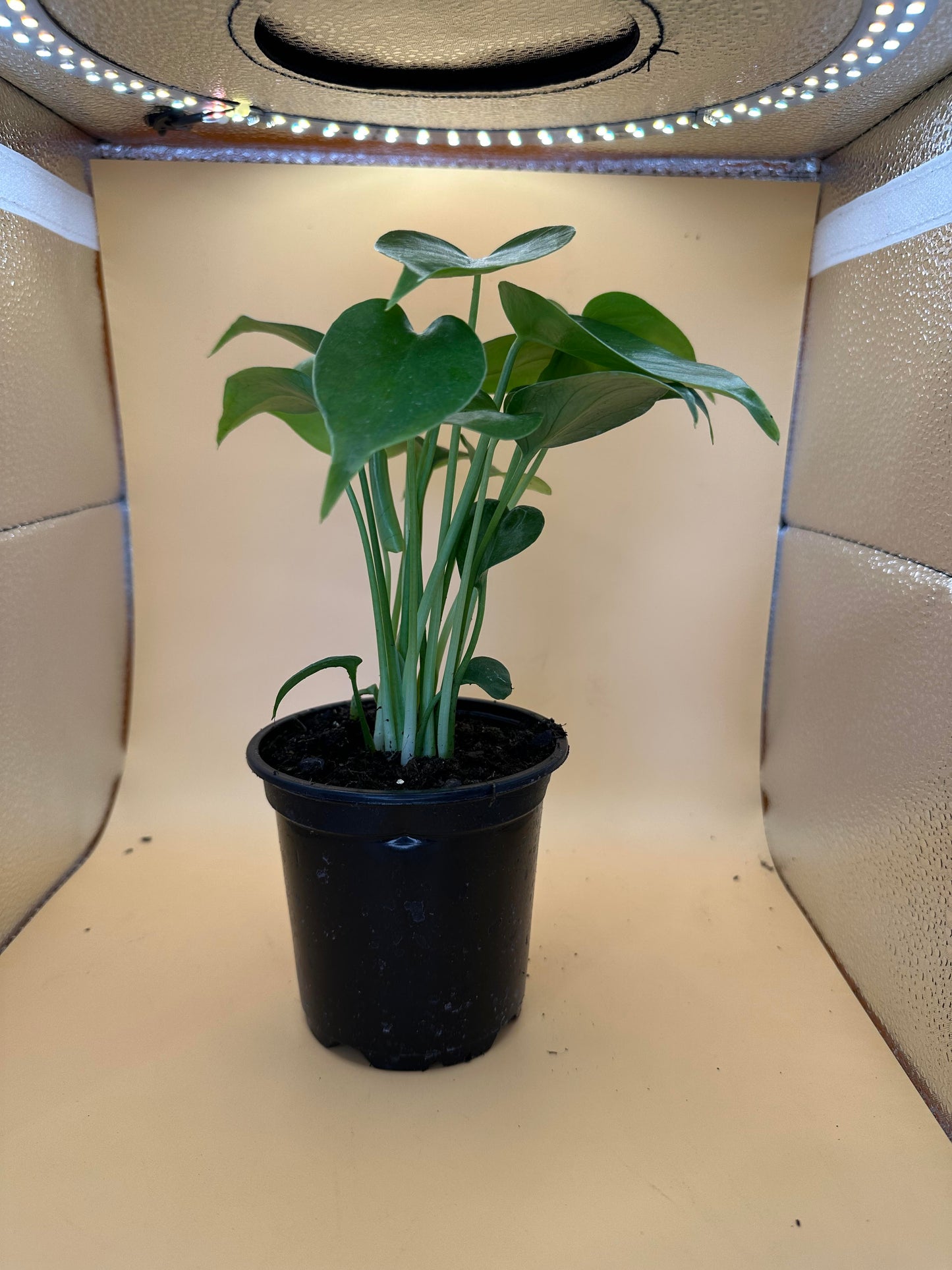 Monstera-Deliciosa 4 inch