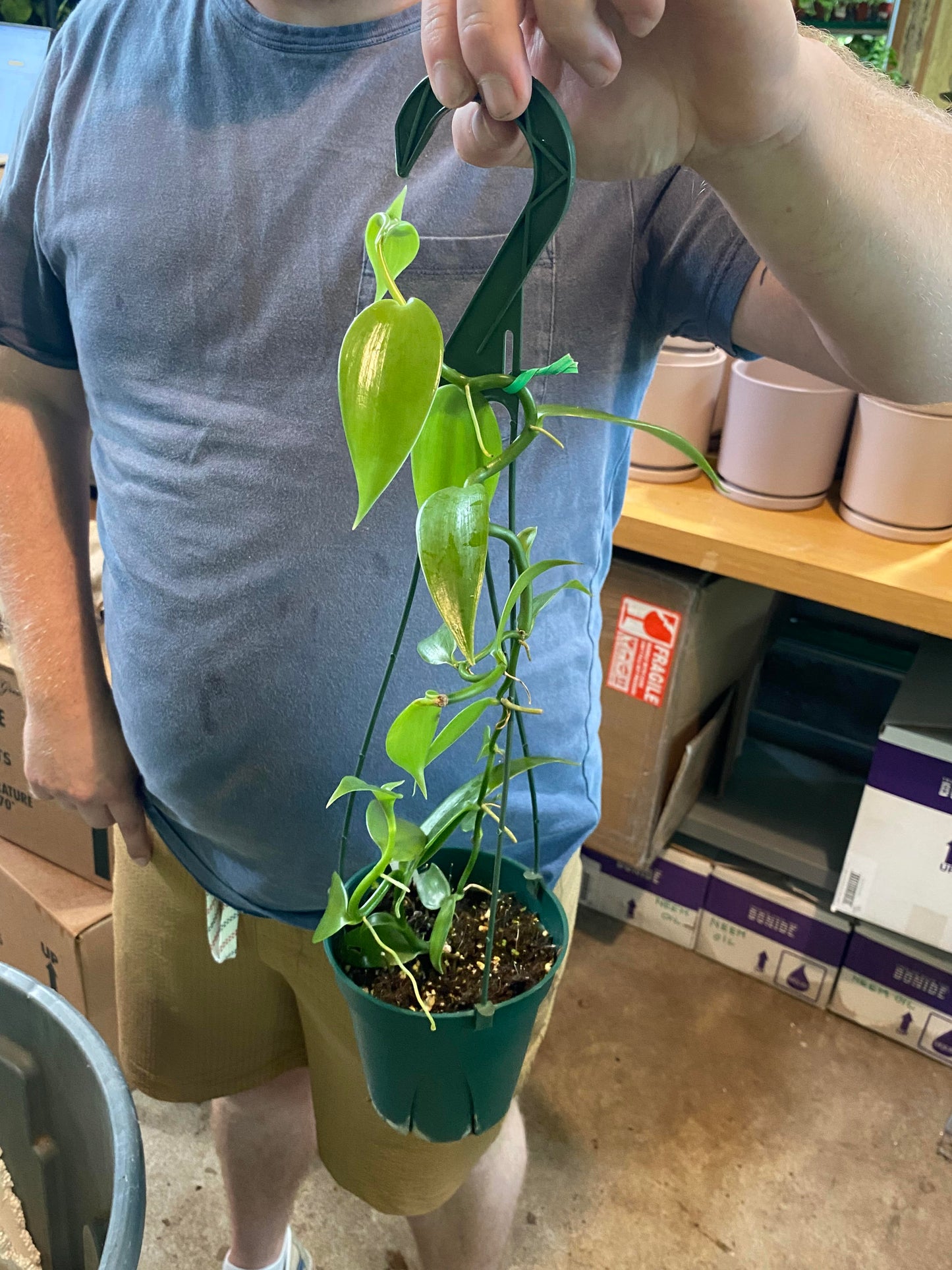 Orchid-Vanilla Bean 4 inch