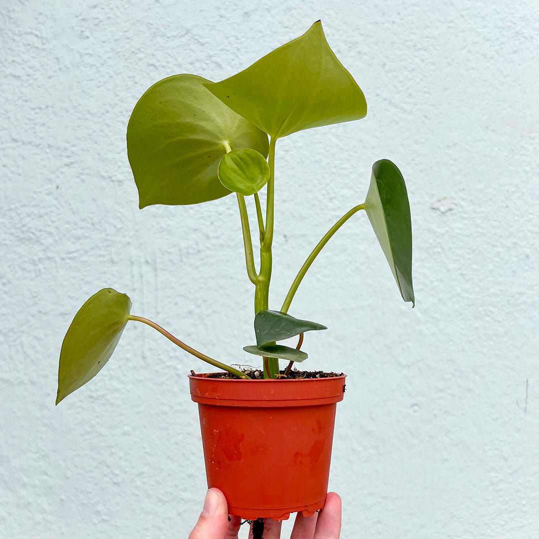 Peperomia-Raindrop Owls Eye 4"