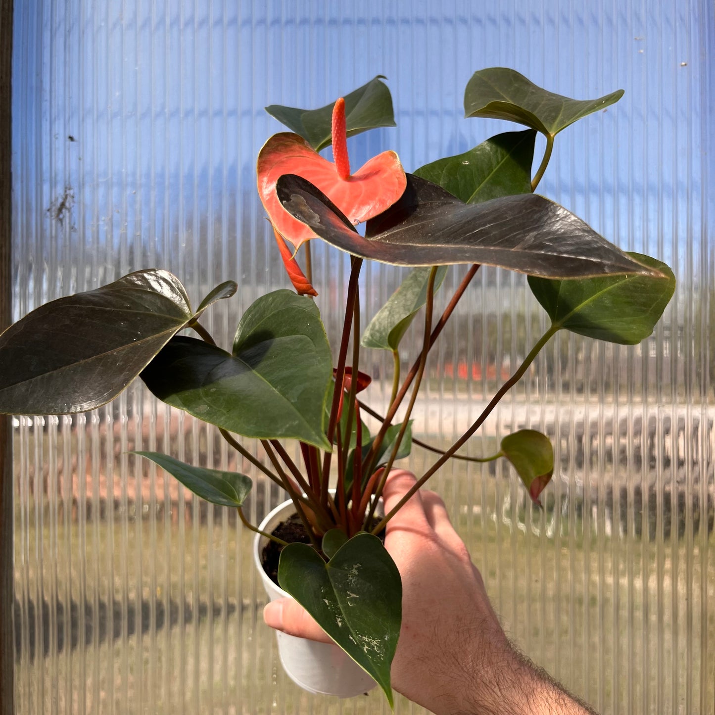 Anthurium-Dutch Assorted-4 inch