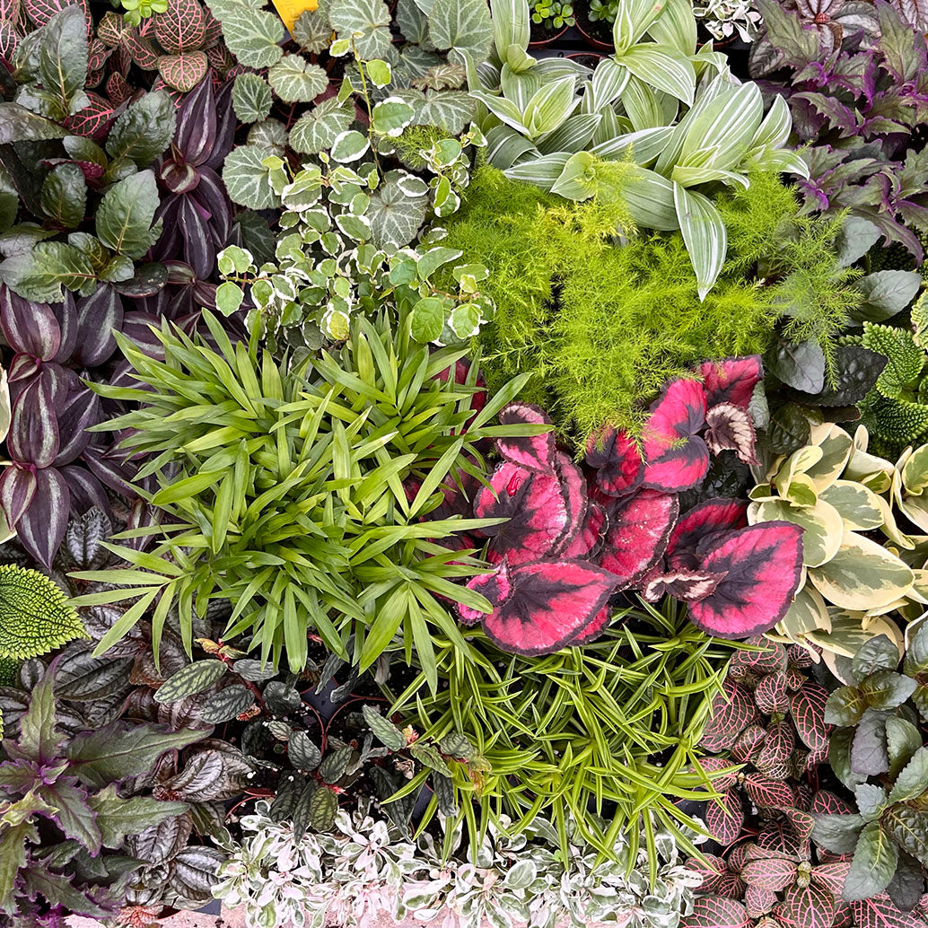 Tropical Assorted 2 inch