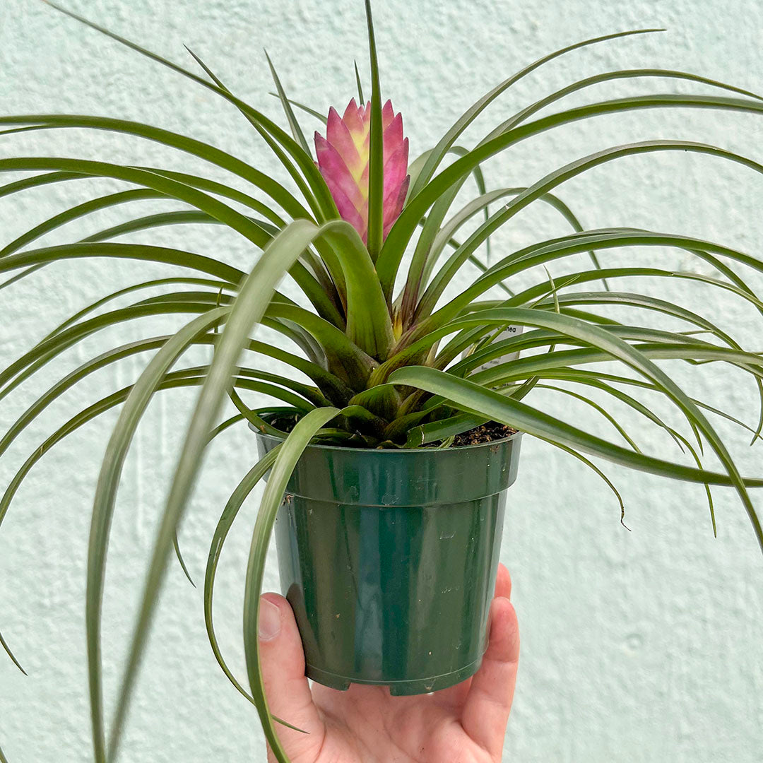 Bromeliad-Tillandsia Pink Cyanea (Pink Quill) 4 inch