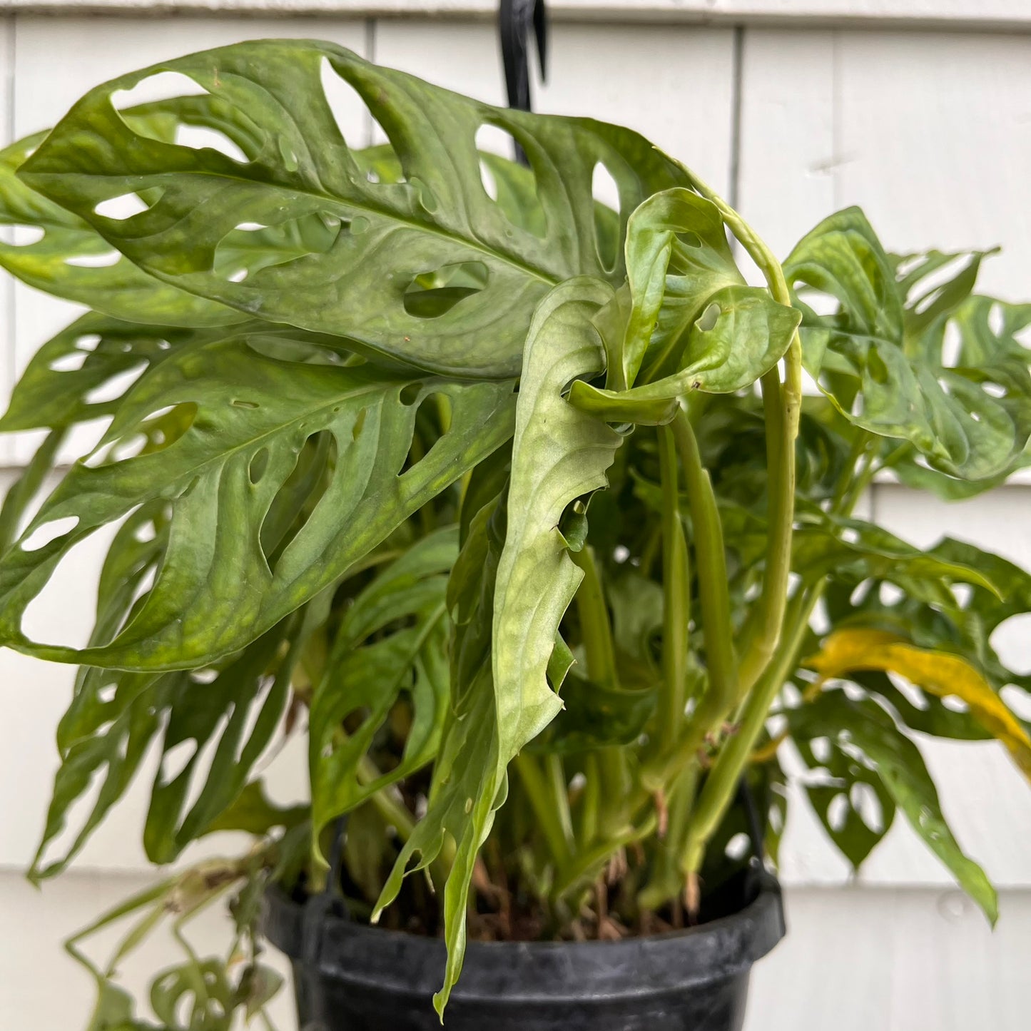 Monstera-Adansonii 8 inch hanging basket