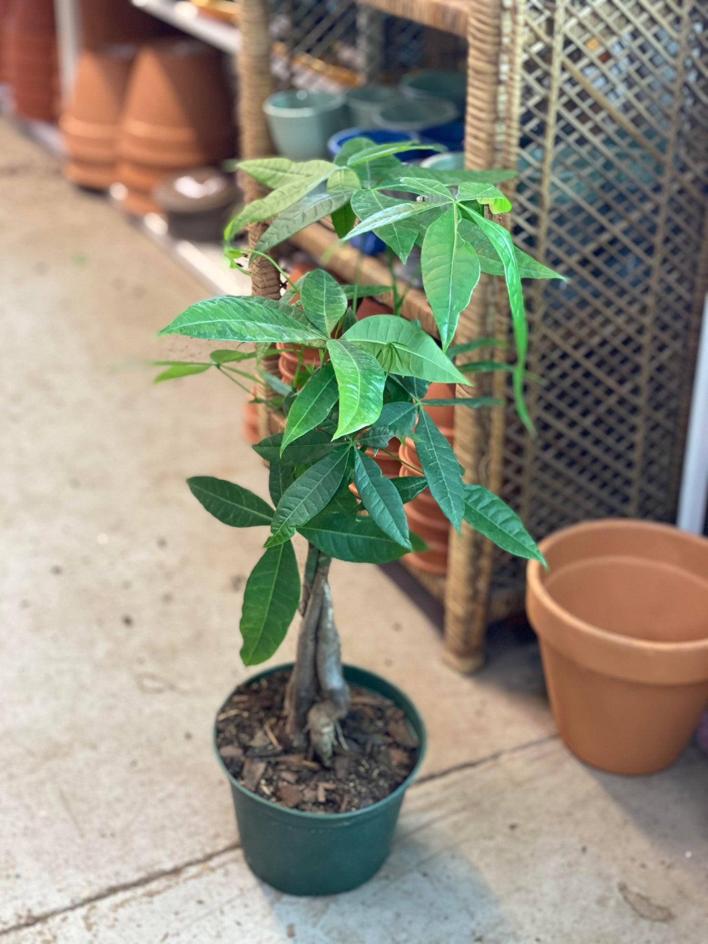 Pachira (Fortune/Money Tree) Braid 6 inch