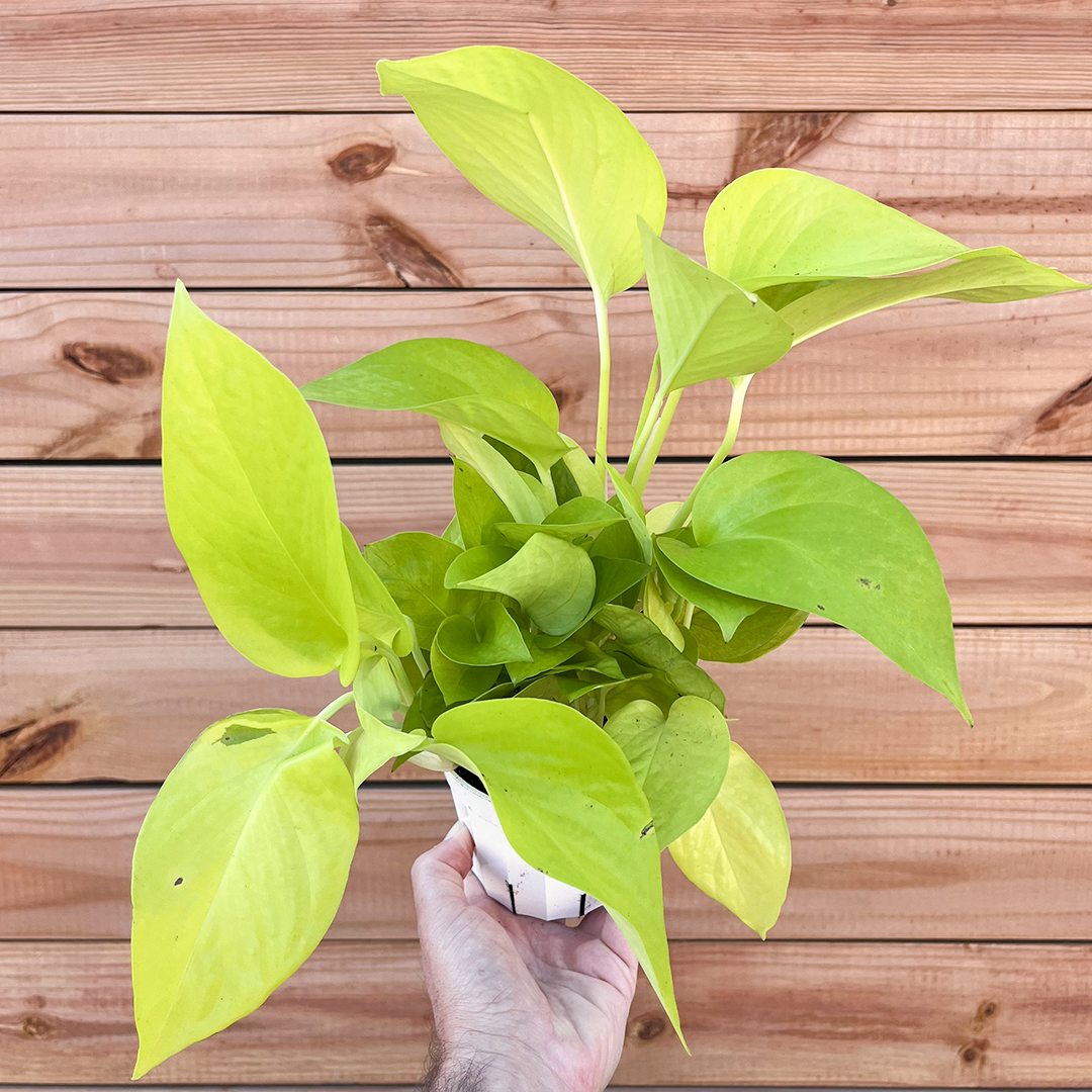 Pothos-Neon-4 inch