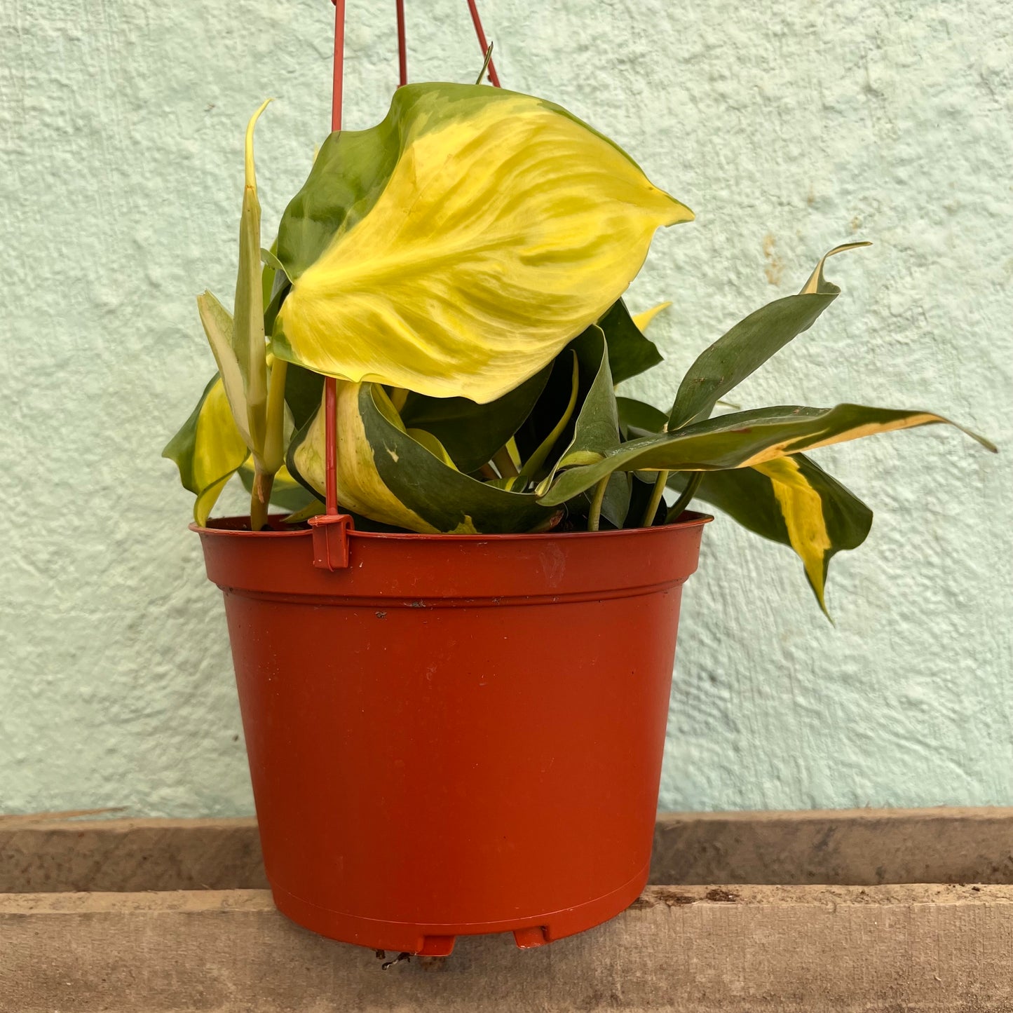 Philodendron-Cordatum Lemon Stripe 6" Hanging
