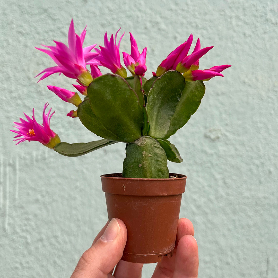 Cactus-Holiday-2 inch
