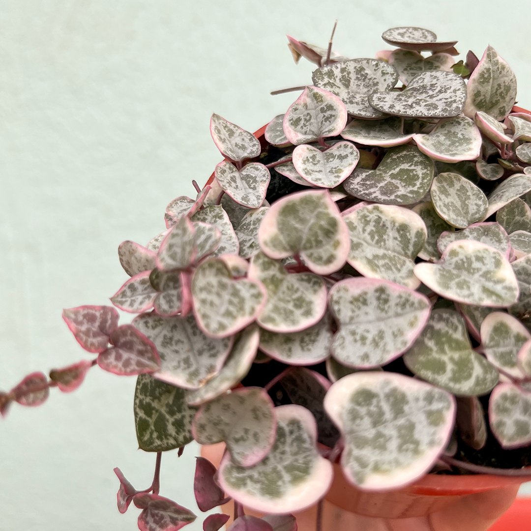 String of Hearts- Variegated 4 inch