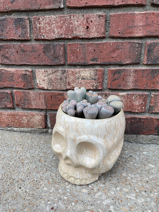 Plant Gram- "It Looks Like Brains!"