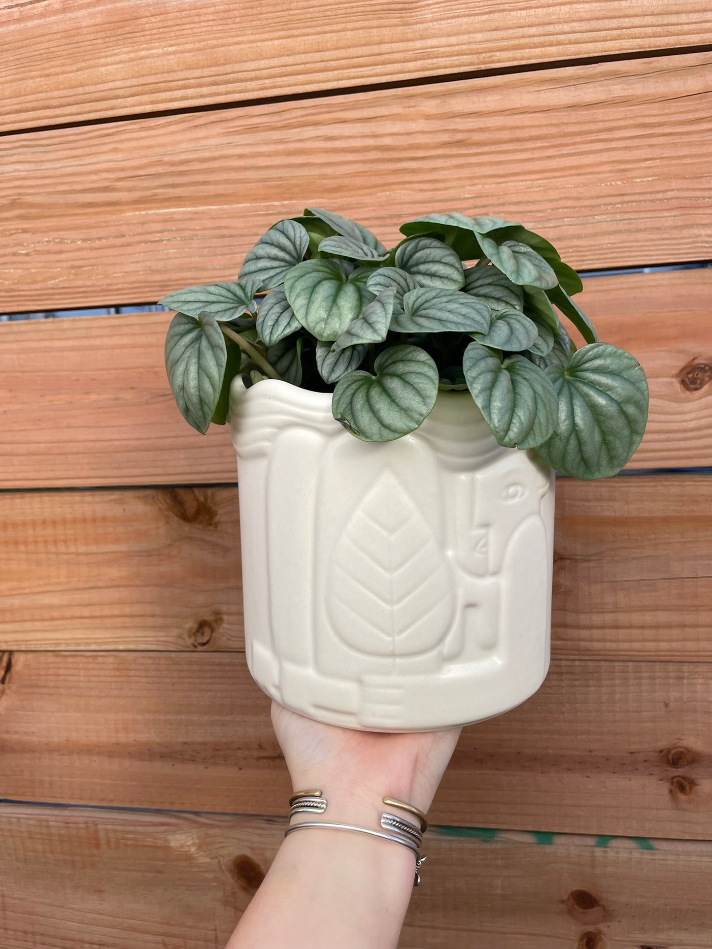 Plant Gram- Frosty (Pep. Frost in Monada)