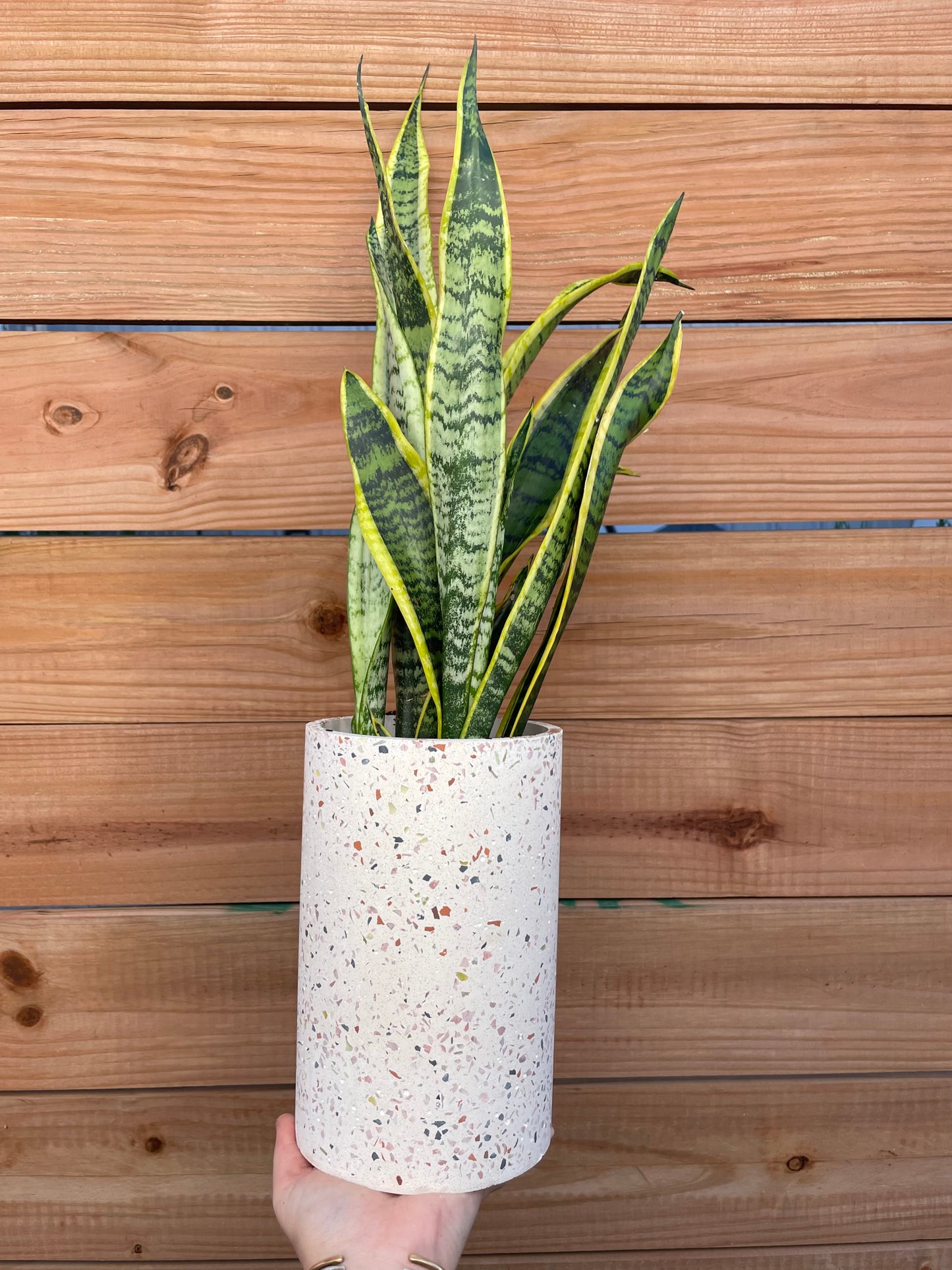 Plant Gram- With Love (Sans in Terrazzo)