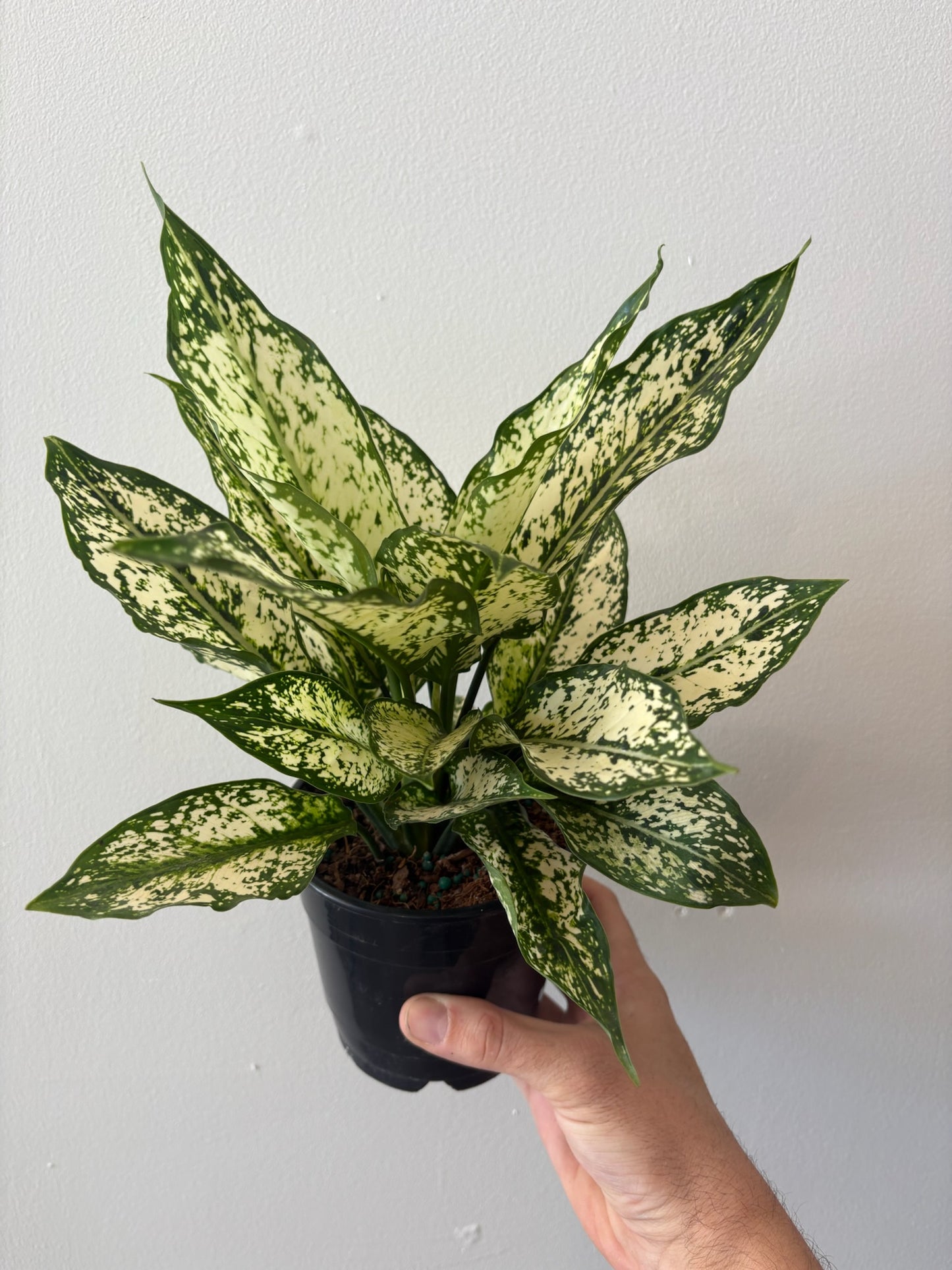 Aglaonema-Spring Snow 5 inch