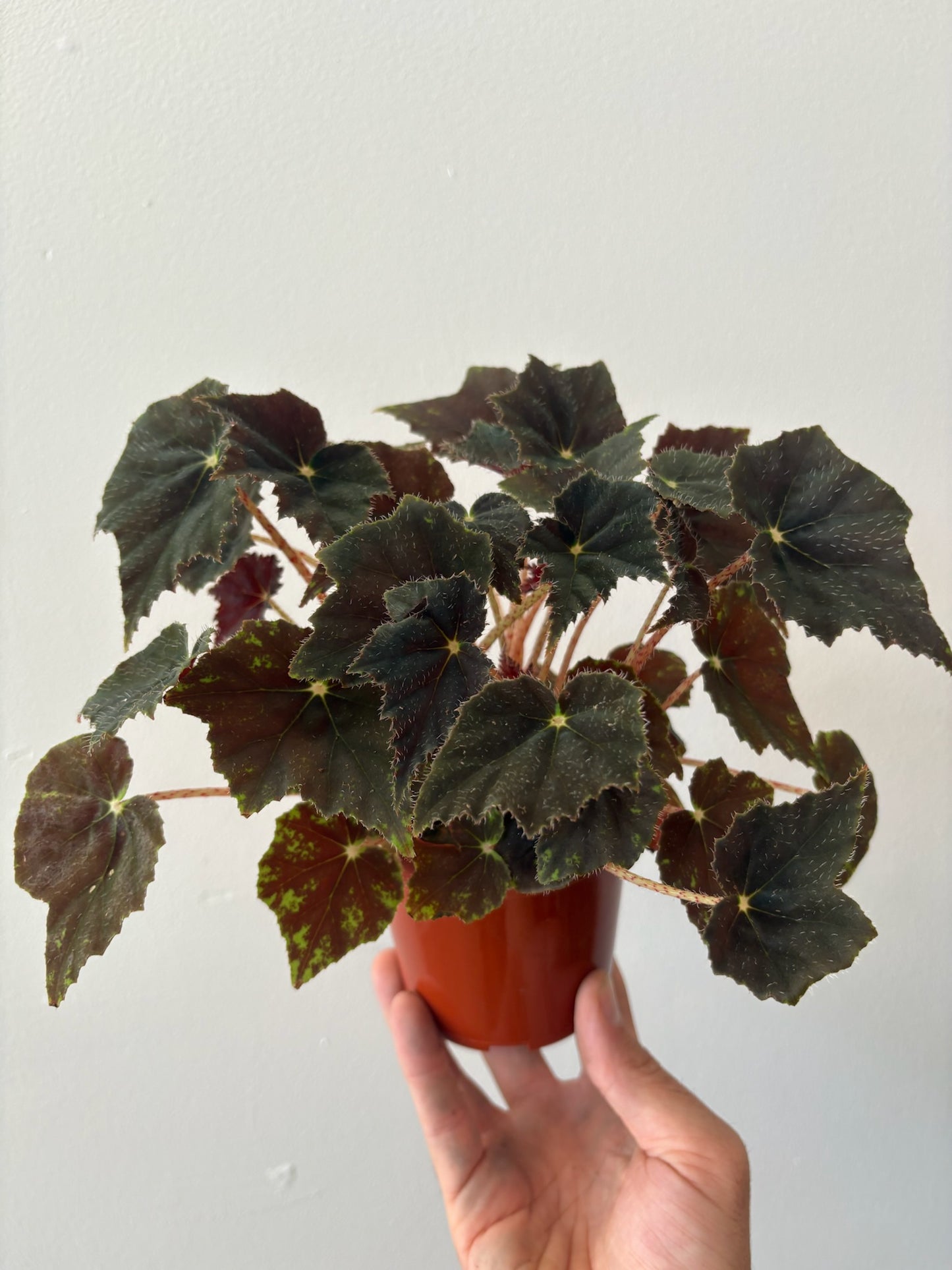 Begonia-Black Velvet 4 inch