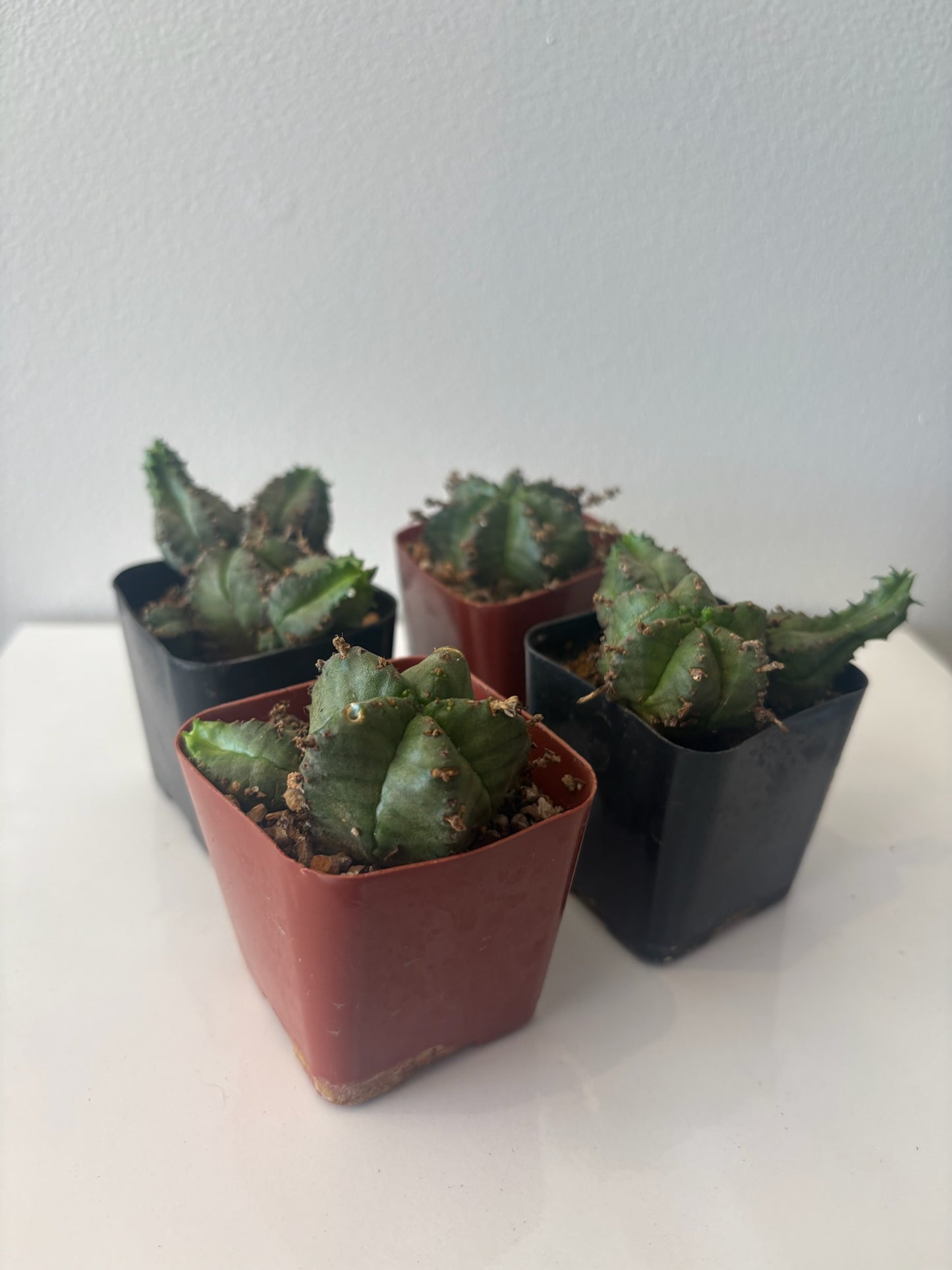 Euphorbia-Assorted 2"