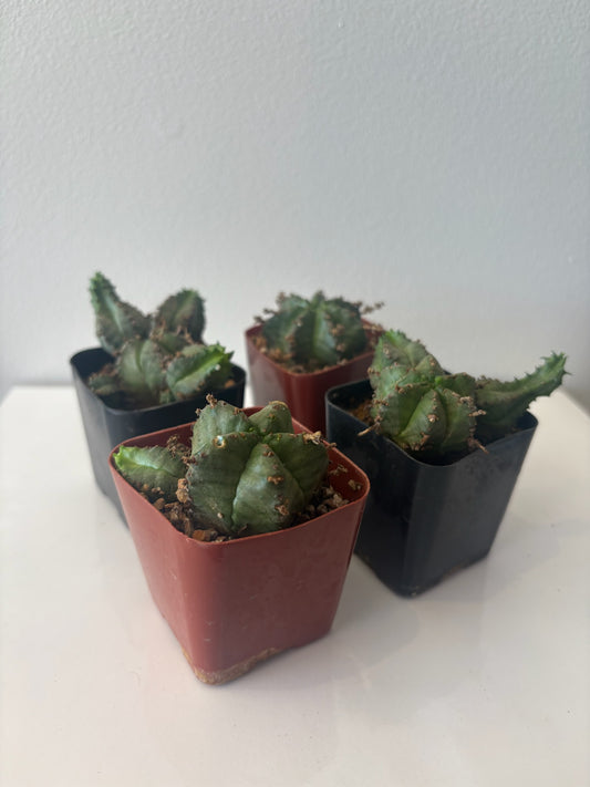 Euphorbia-Assorted 2"