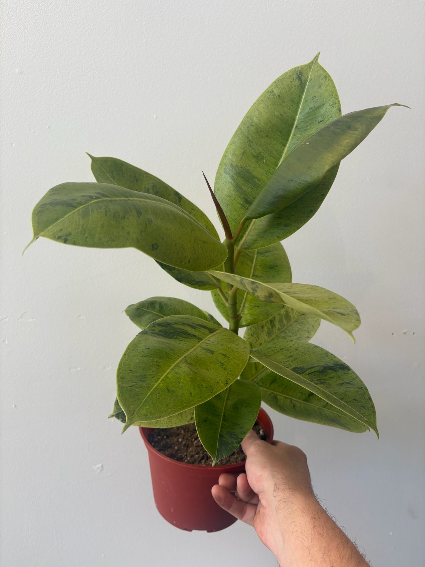 Ficus - shivereana 'Moonshine' 6 inch
