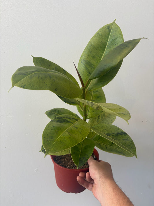 Ficus - shivereana 'Moonshine' 6 inch