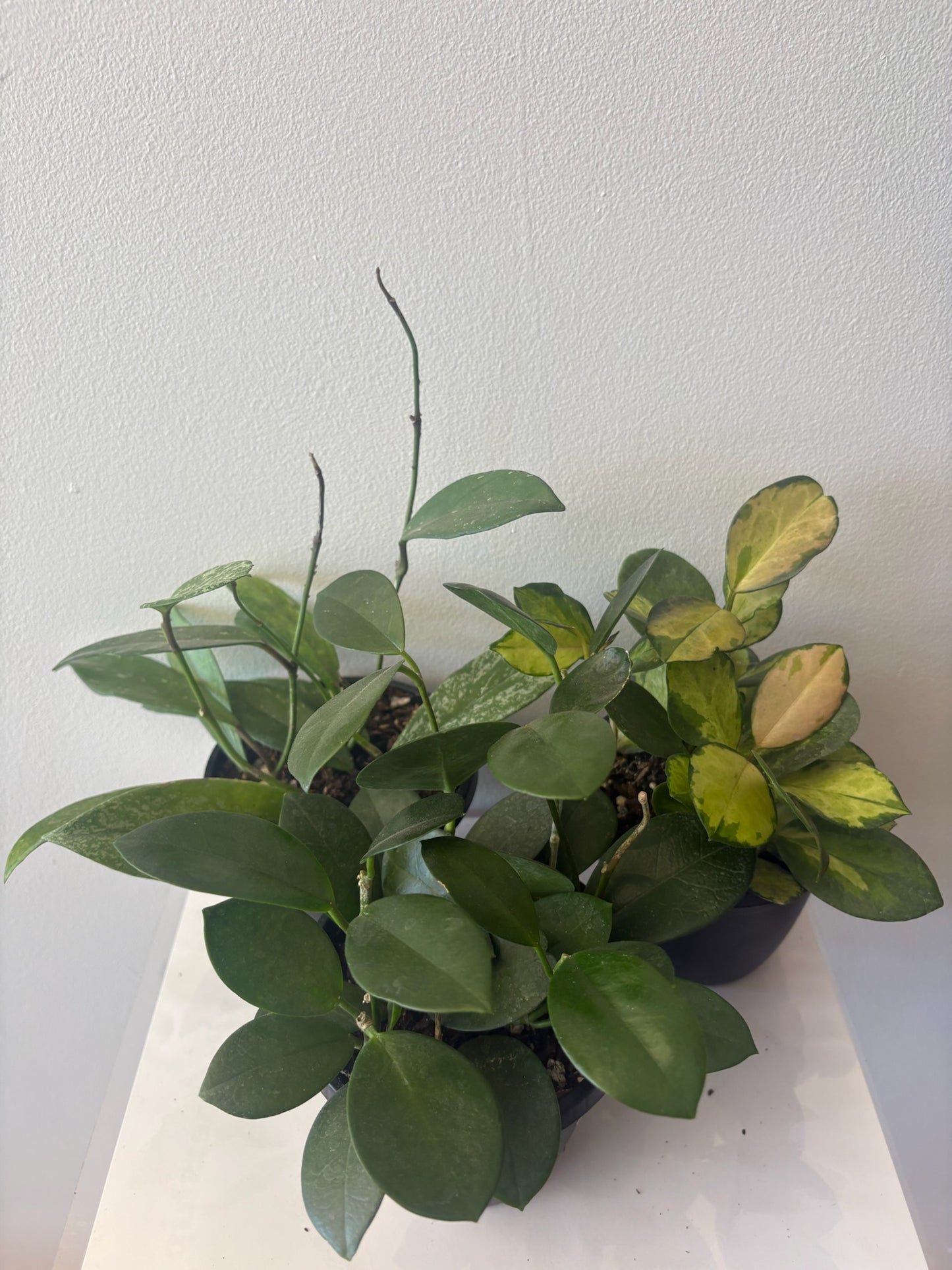 Hoya Assorted 4 inch