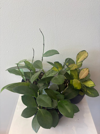 Hoya Assorted 4 inch