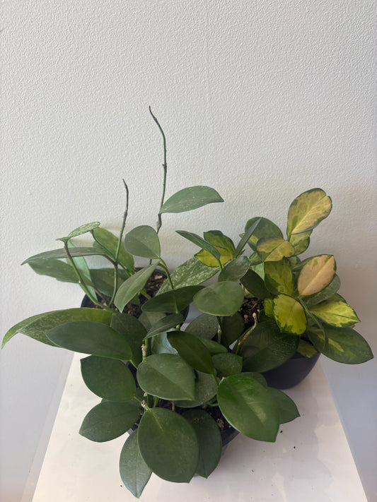 Hoya Assorted 4 inch