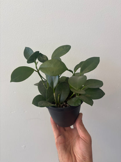 Hoya Assorted 4 inch