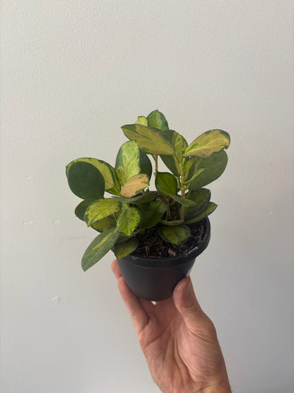 Hoya Assorted 4 inch