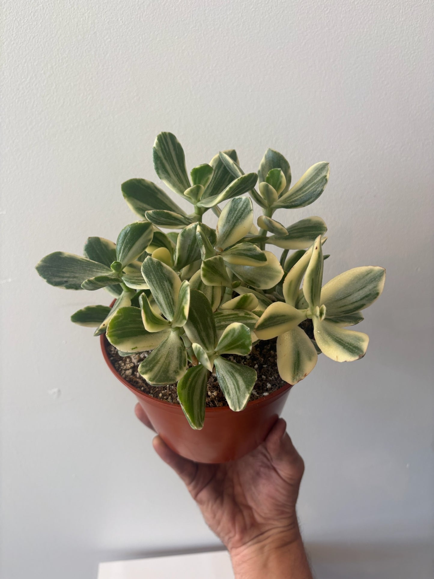 Jade-Crassula Ovata Variegated 6 inch